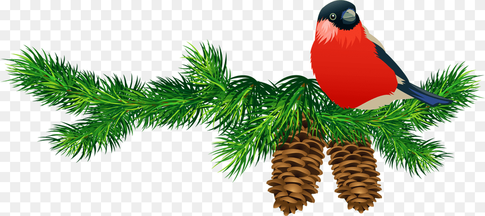 Christmas Tree Branch Download Clip Art Christmas Birds, Conifer, Plant, Animal, Bird Png Image