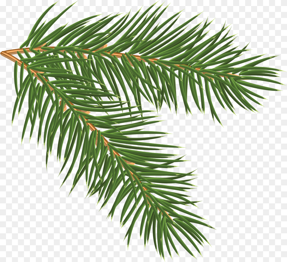 Christmas Tree Branch Freeuse Pine Branch, Conifer, Fir, Plant, Spruce Free Png Download