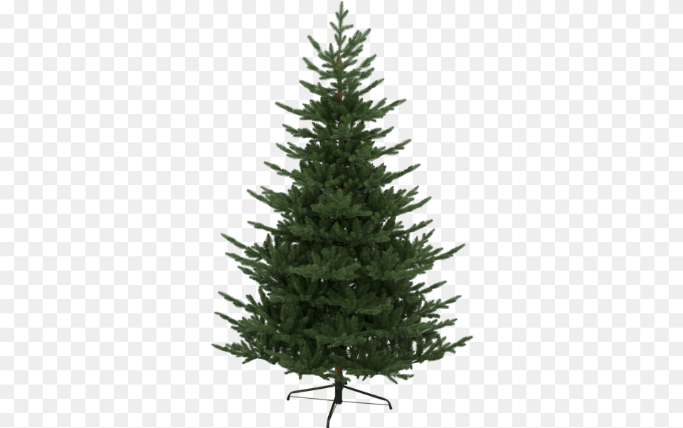 Christmas Tree Branch Pine Tree On White Transparent Julgran Naturligt Utseende, Fir, Plant, Conifer Free Png Download