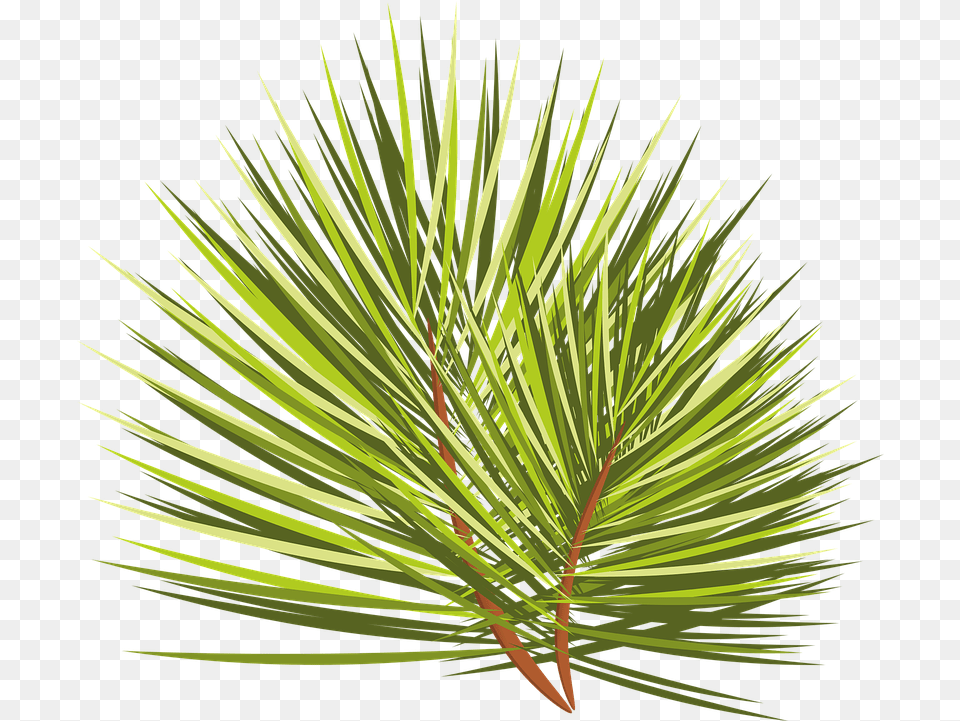 Christmas Tree Branch Sprig Vector Graphic On Pixabay, Conifer, Pine, Plant Free Png