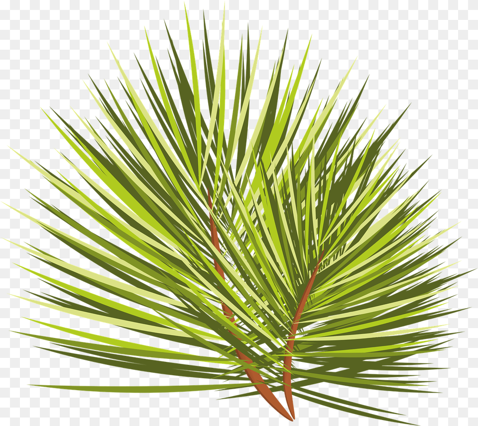 Christmas Tree Branch Sprig Spruce Needles Plant Close Up, Conifer, Pine, Grass Free Transparent Png