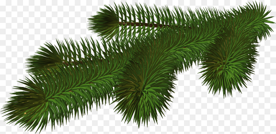 Christmas Tree Branch Transparent U0026 Clipart Transparent Christmas Tree Branch, Conifer, Fir, Pine, Plant Free Png Download