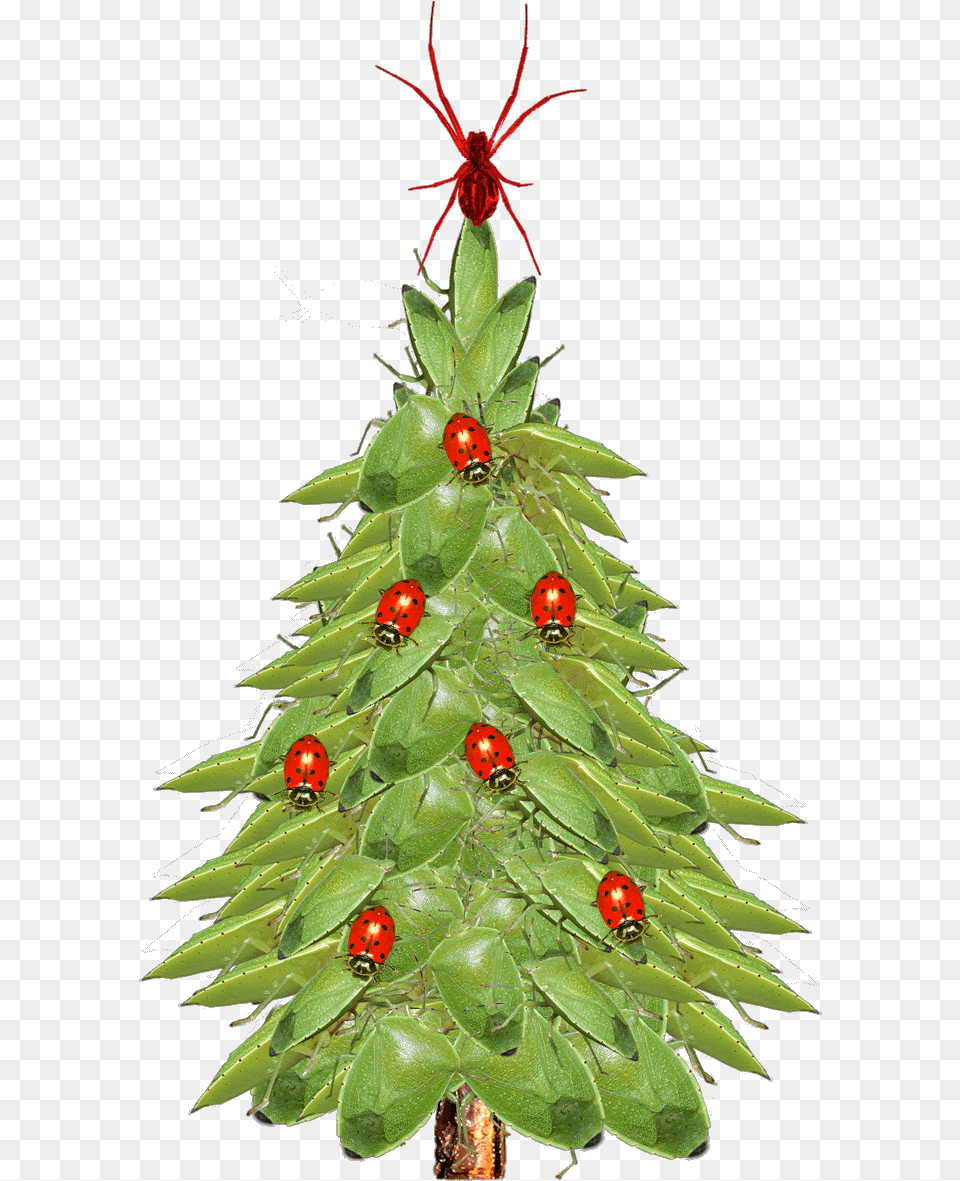 Christmas Tree Closeup Xmas Tree, Animal, Insect, Invertebrate, Christmas Decorations Png Image