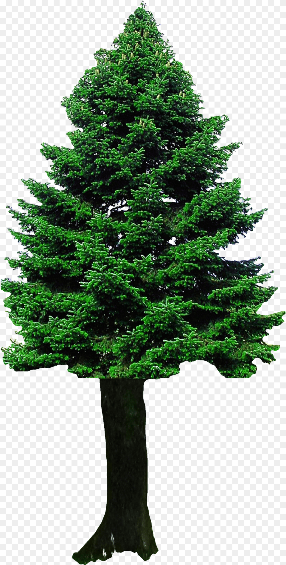 Christmas Tree Tree Transparent Background, Fir, Pine, Plant, Green Free Png Download