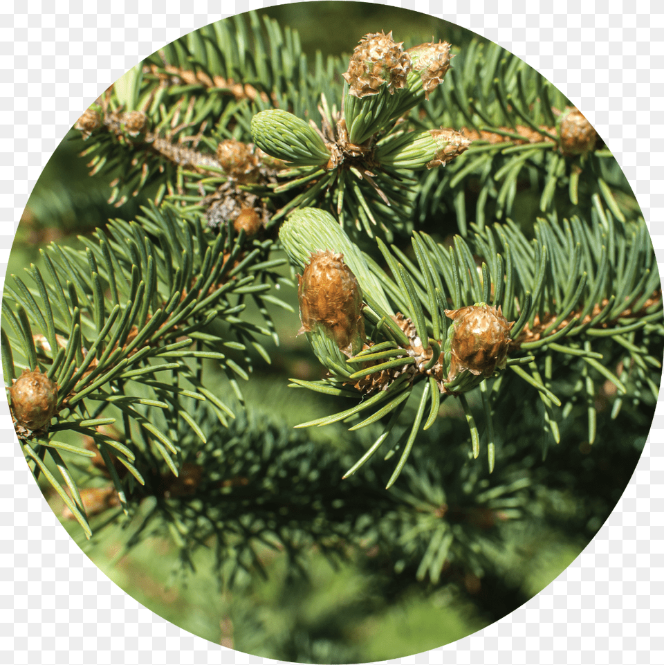 Christmas Tree Essential Oil Branch, Conifer, Fir, Plant, Spruce Png Image