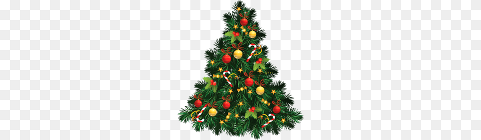 Christmas Tree Free, Plant, Christmas Decorations, Festival, Christmas Tree Png Image