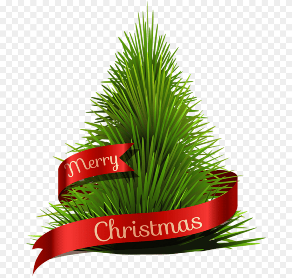 Christmas Tree Hd, Pine, Plant, Conifer, Potted Plant Png