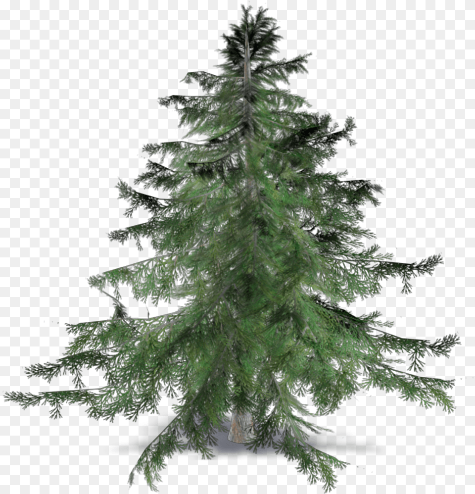 Christmas Tree Hd Cedrus Brevifolia, Conifer, Fir, Pine, Plant Png