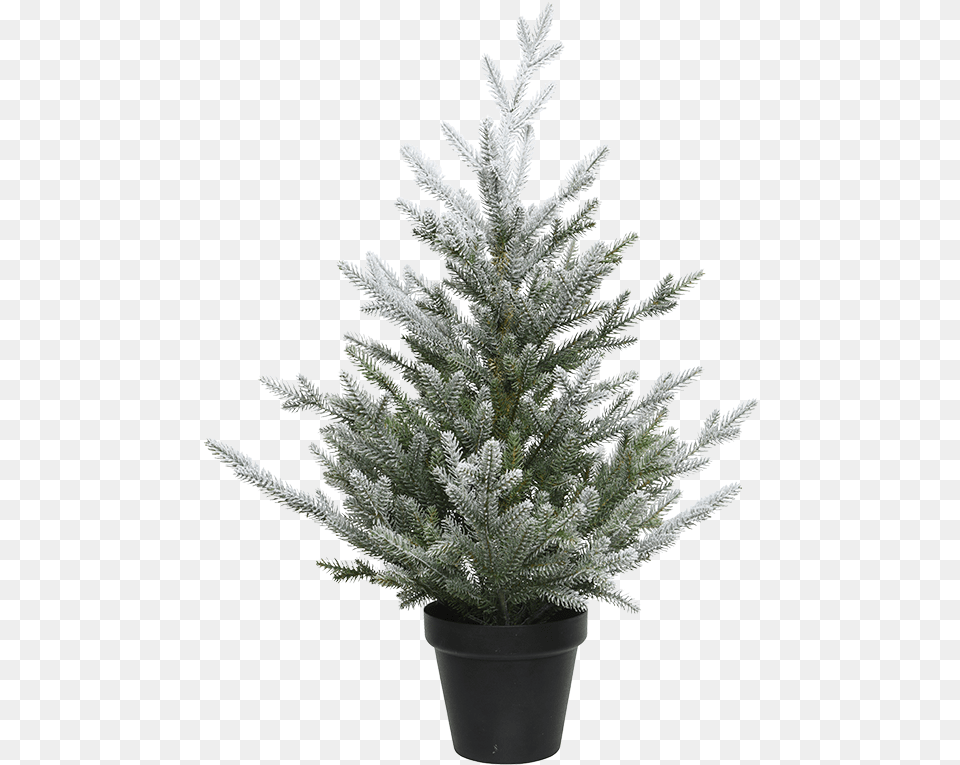 Christmas Tree In A Pot Snowy Weihnachtsbaum Im Topf, Fir, Plant, Weather, Outdoors Png Image