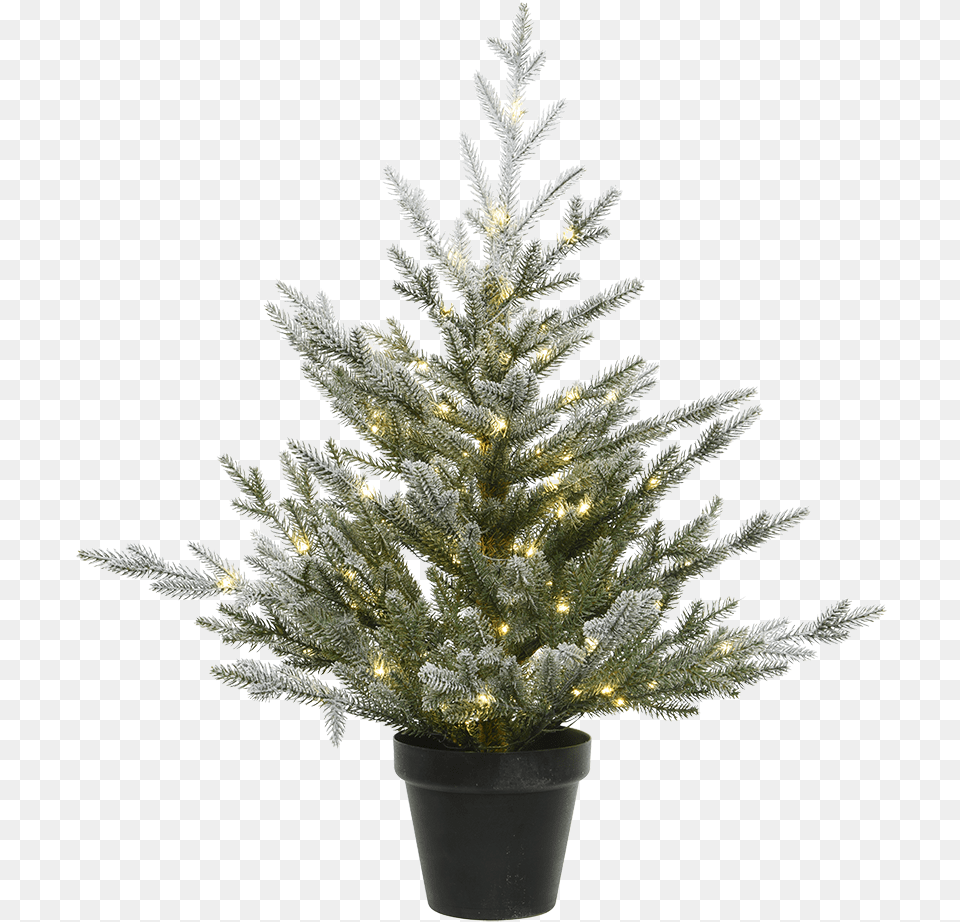 Christmas Tree In A Pot With Led Lighting Christmas Tree, Plant, Christmas Decorations, Festival, Fir Free Png