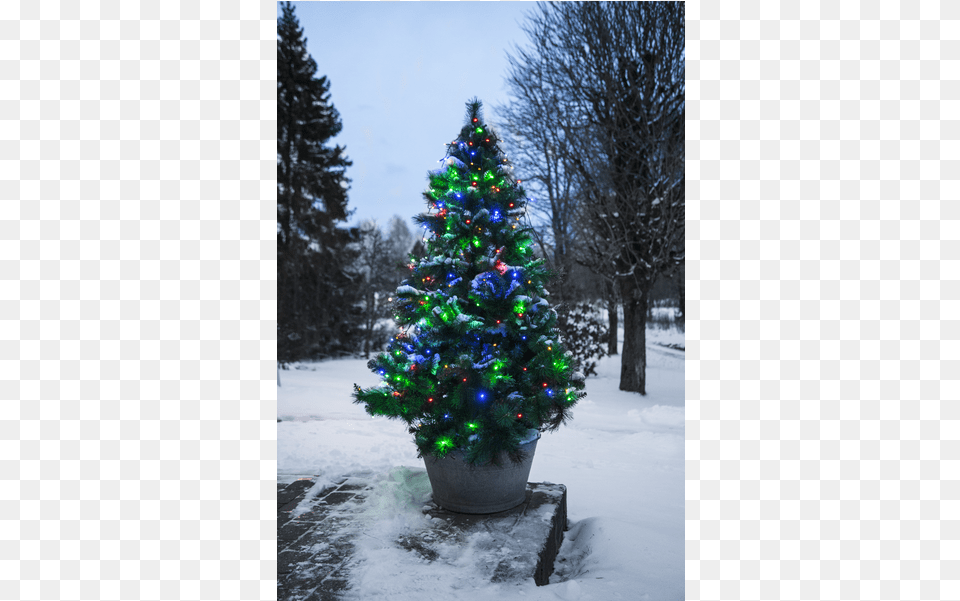Christmas Tree Light Serie Led Light Emitting Diode, Fir, Plant, Christmas Decorations, Festival Free Transparent Png