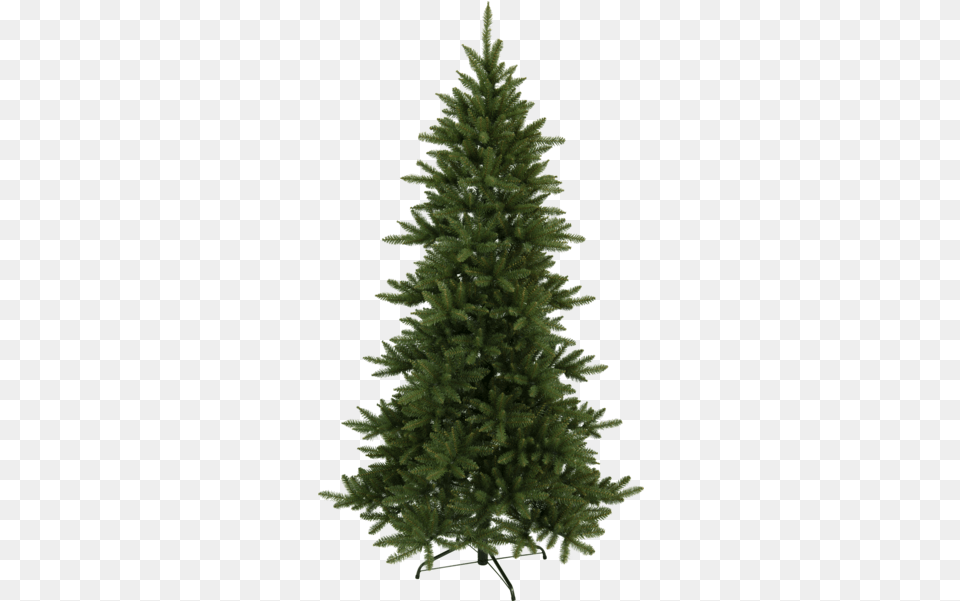 Christmas Tree Minnesota Nordmann Fir 8 9 Christmas Tree, Pine, Plant, Conifer, Christmas Decorations Png Image