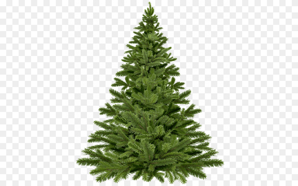 Christmas Tree Not Dressed Pixabay Real Christmas Tree, Fir, Pine, Plant, Conifer Free Png