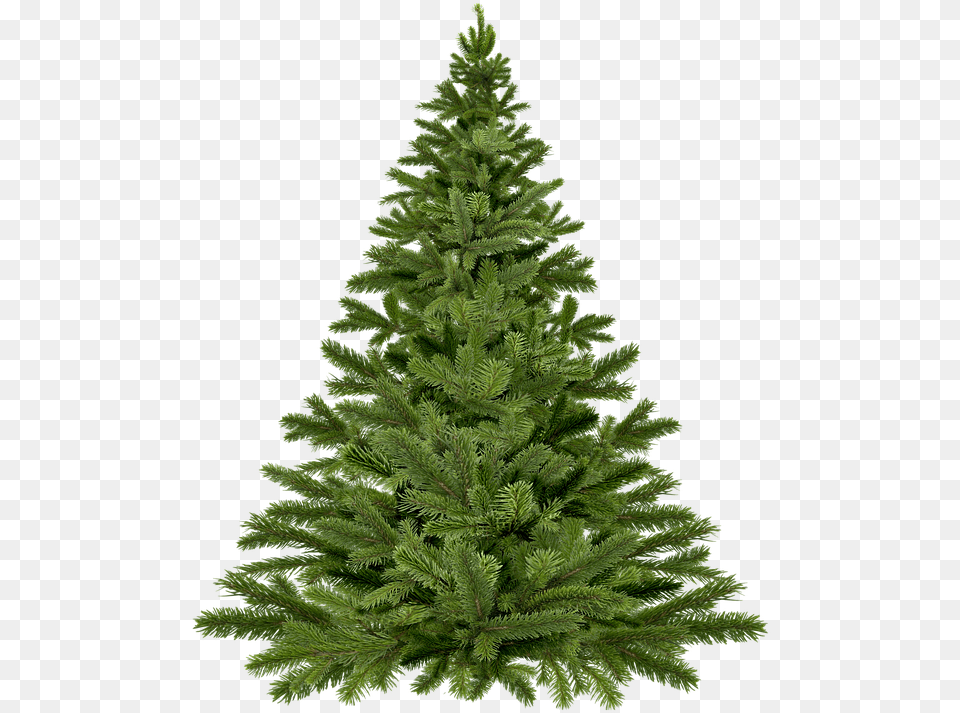 Christmas Tree Pick Up U2013 Borough Of Fanwood Undecorated Christmas Tree, Conifer, Fir, Pine, Plant Free Png Download