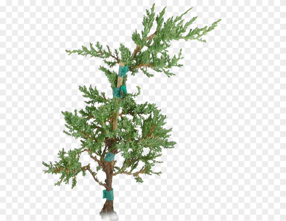 Christmas Tree Pond Pine, Conifer, Plant, Potted Plant, Bonsai Free Transparent Png