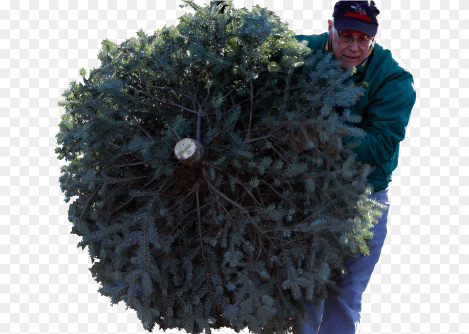 Christmas Tree Recycling Plan For Christmas Tree, Conifer, Plant, Fir, Pine Png