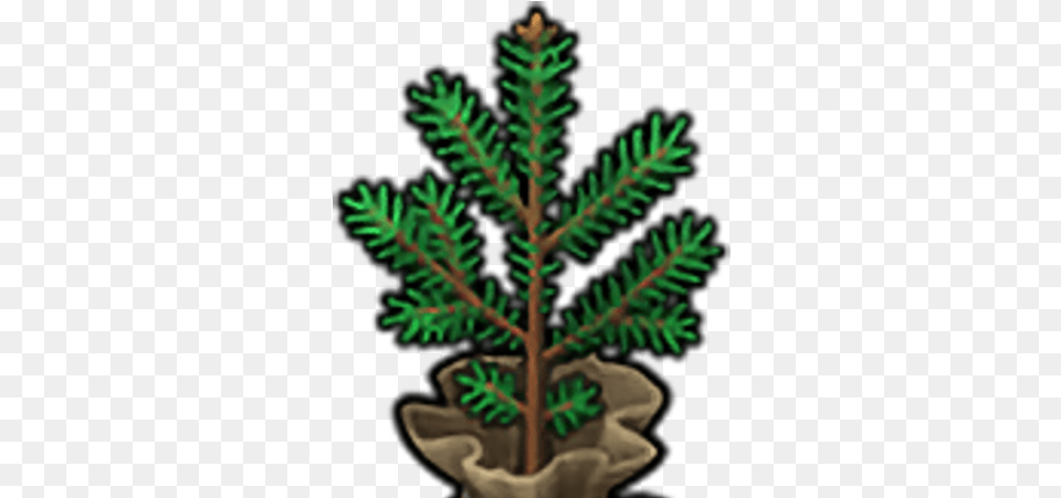 Christmas Tree Seedling Clip Art, Conifer, Pine, Plant, Potted Plant Free Png