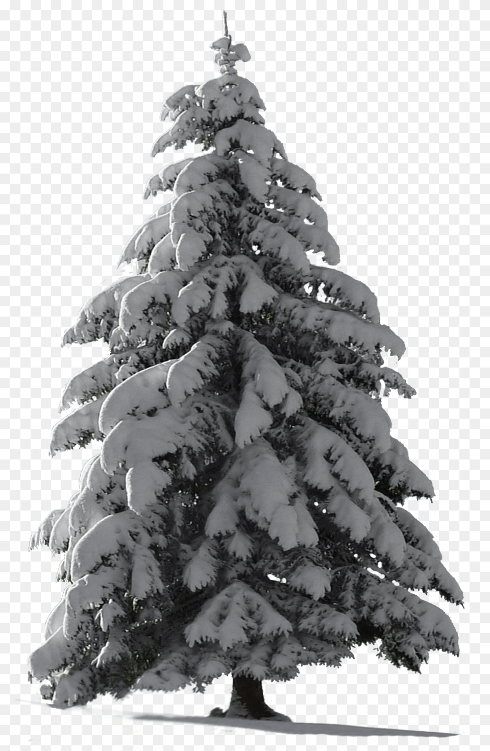 Christmas Tree Snow 2 Image Snow Pine Tree, Fir, Plant, Conifer, Adult Free Png Download
