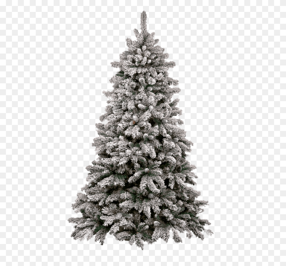 Christmas Tree Snow, Plant, Pine, Fir, Christmas Decorations Png