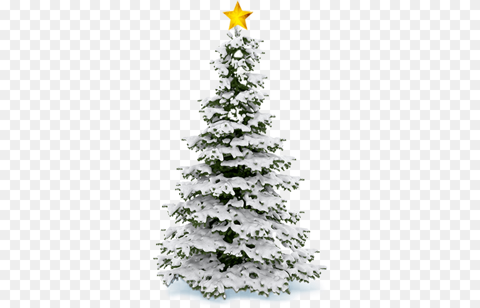 Christmas Tree Snow Christmas Snow Tree, Fir, Plant, Pine, Christmas Decorations Free Png Download