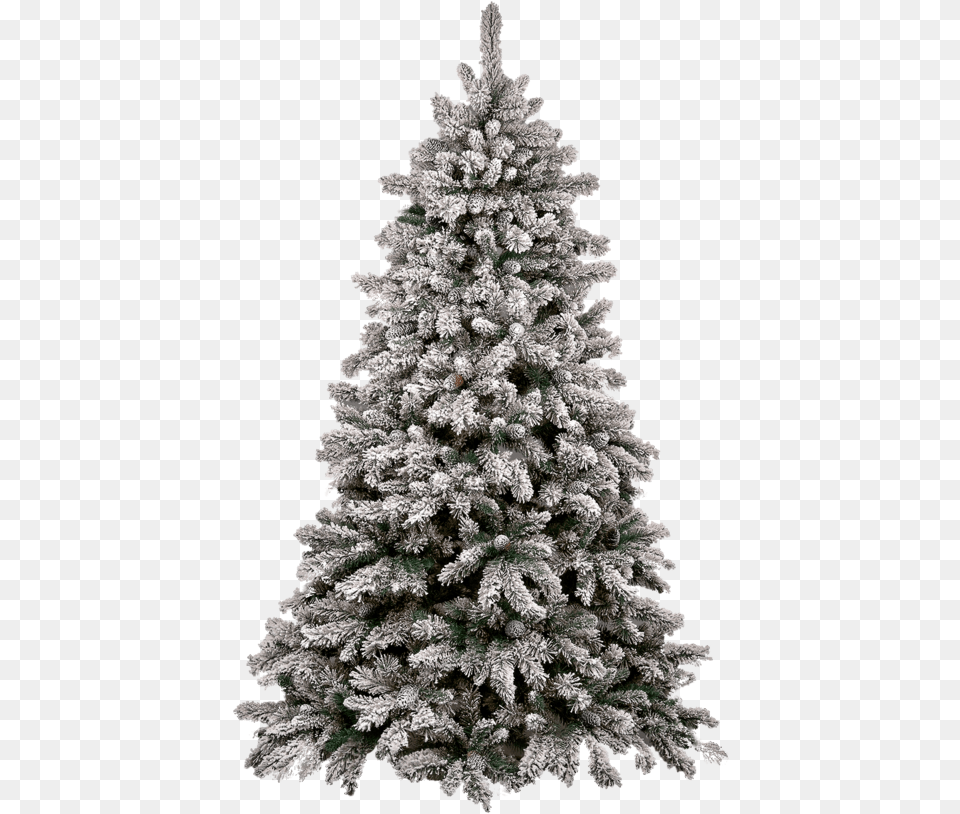 Christmas Tree Snow Pine Tree, Plant, Fir, Christmas Decorations, Festival Free Png Download