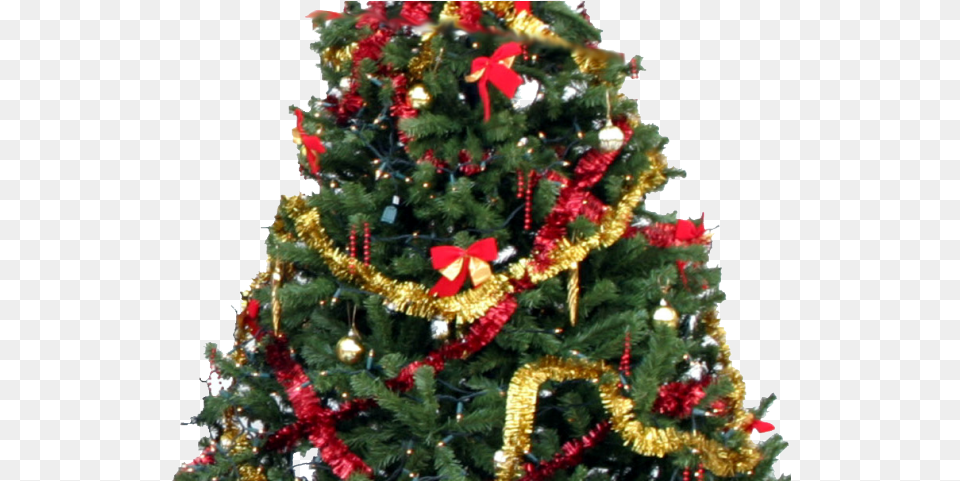 Christmas Tree Transparent Home Bargains Christmas Trees, Plant, Christmas Decorations, Festival, Christmas Tree Free Png