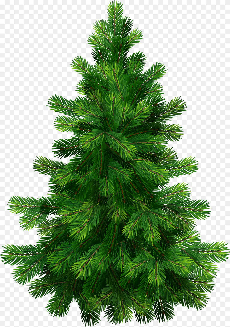 Christmas Tree Vector, Fir, Pine, Plant, Conifer Free Transparent Png