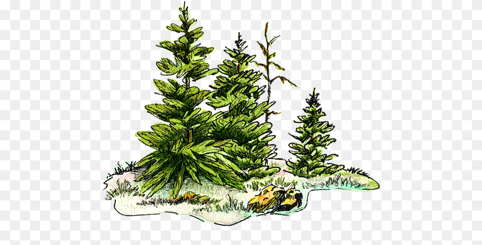 Christmas Tree Watercolor, Plant, Fir, Pine, Conifer Free Transparent Png