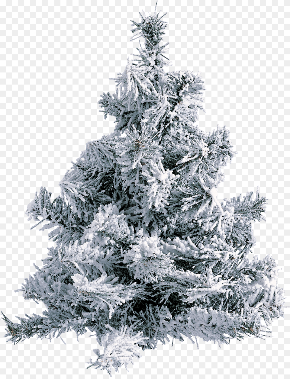 Christmas Tree With Snow And Pinecones, Ice, Nature, Outdoors, Plant Free Png