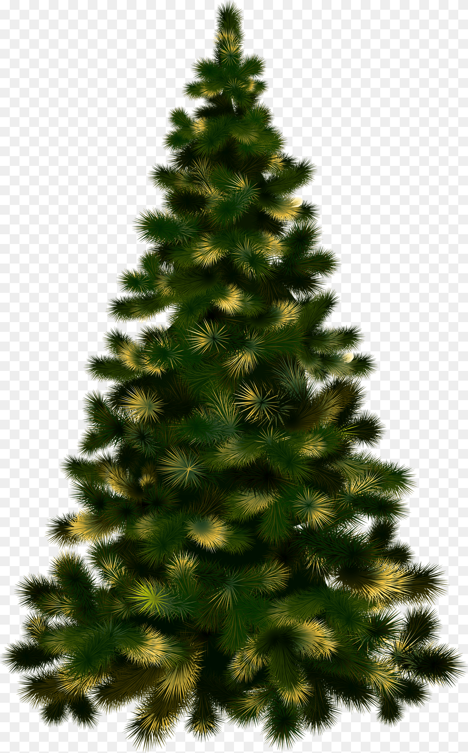 Christmas Tree Without Lights Image Purepng Christmas Tree Real Free Transparent Png