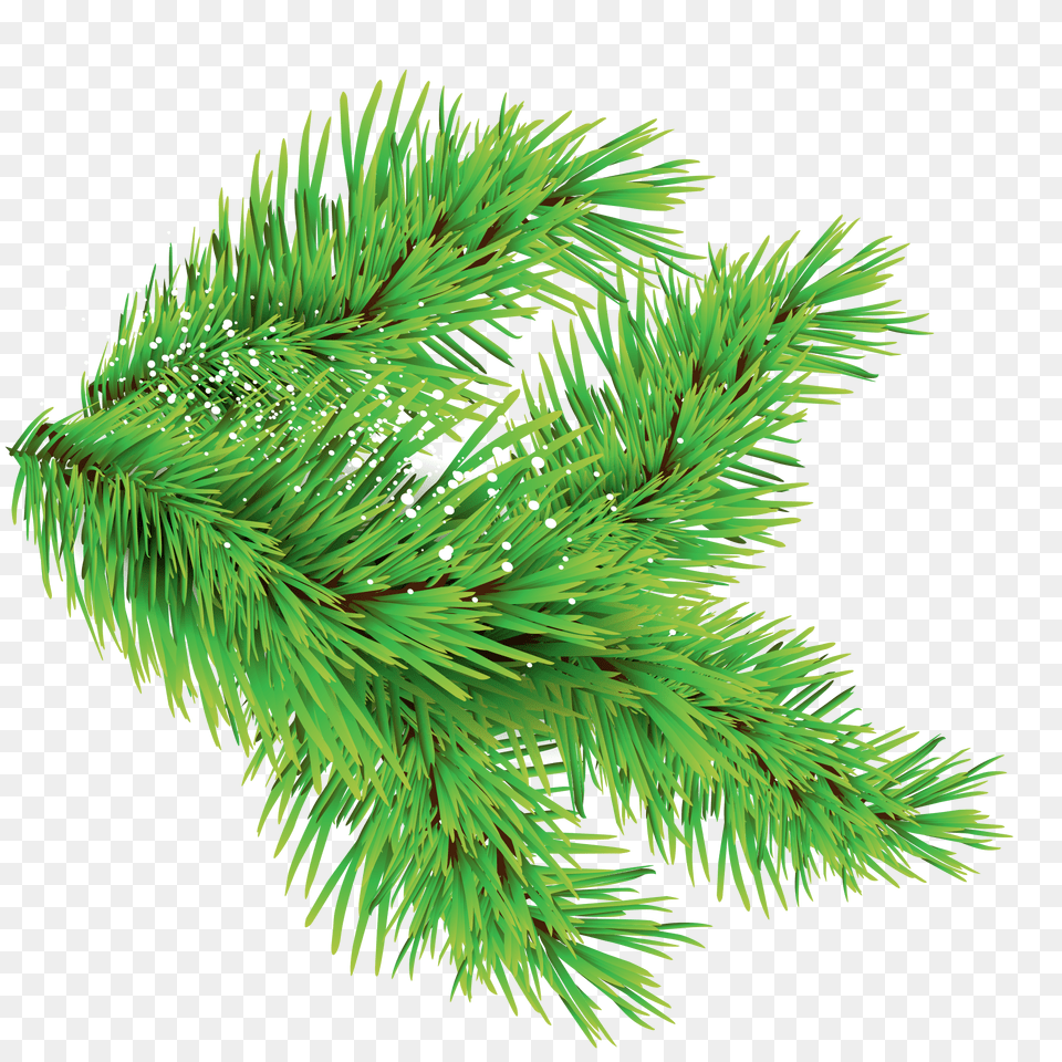 Christmas Trees Leaves Images With Different Sizes Only Christmas Tree Leaves, Conifer, Fir, Pine, Plant Free Png Download