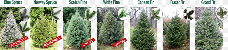 Christmas Trees Mexican Pinyon, Conifer, Fir, Pine, Plant Free Png Download