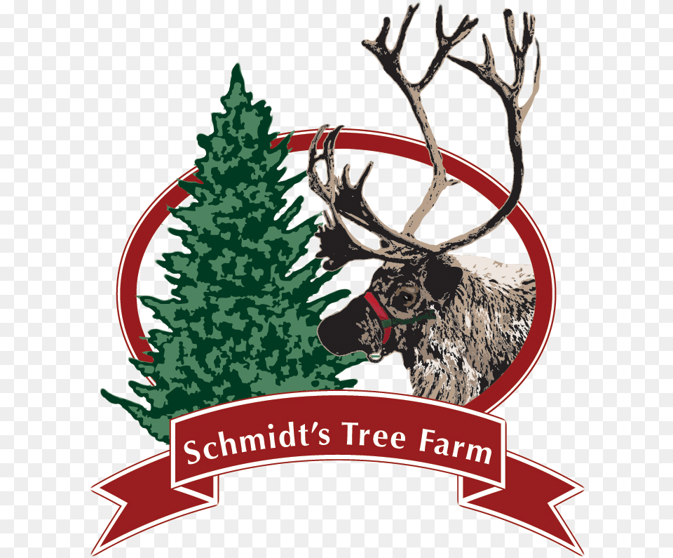 Christmas Trees U2013 Schmidtu0027s Tree Farm Christmas Tree, Plant, Animal, Deer, Mammal Free Transparent Png