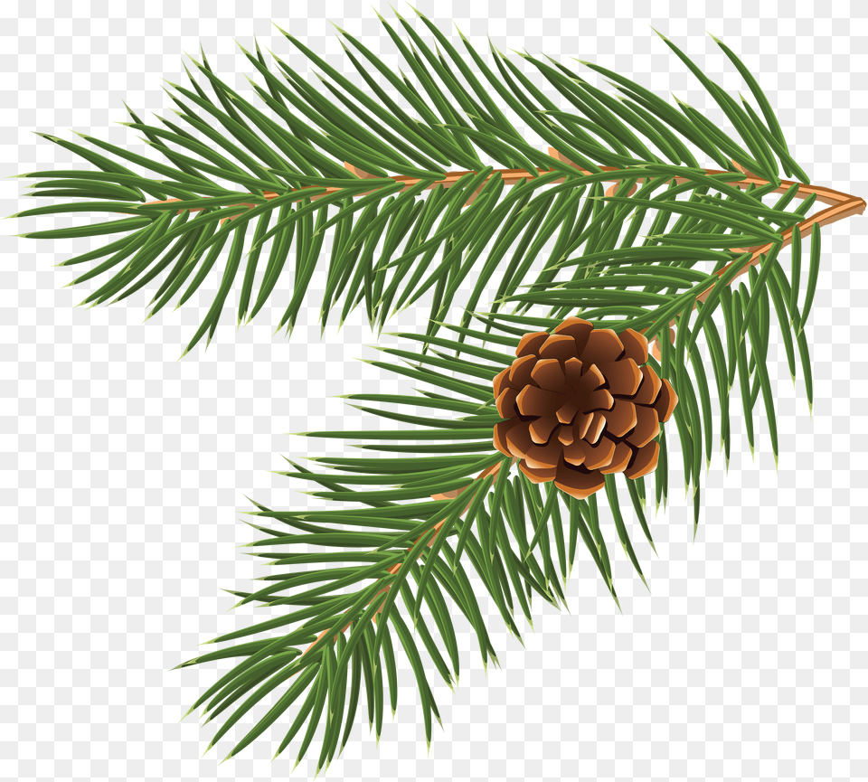 Christmas Vector, Conifer, Fir, Pine, Plant Free Transparent Png