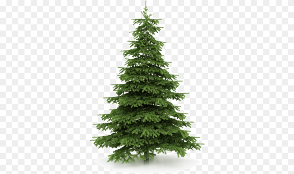 Christmas Wallpaper Recycle Christmas Tree Decor, Fir, Pine, Plant, Conifer Free Png Download