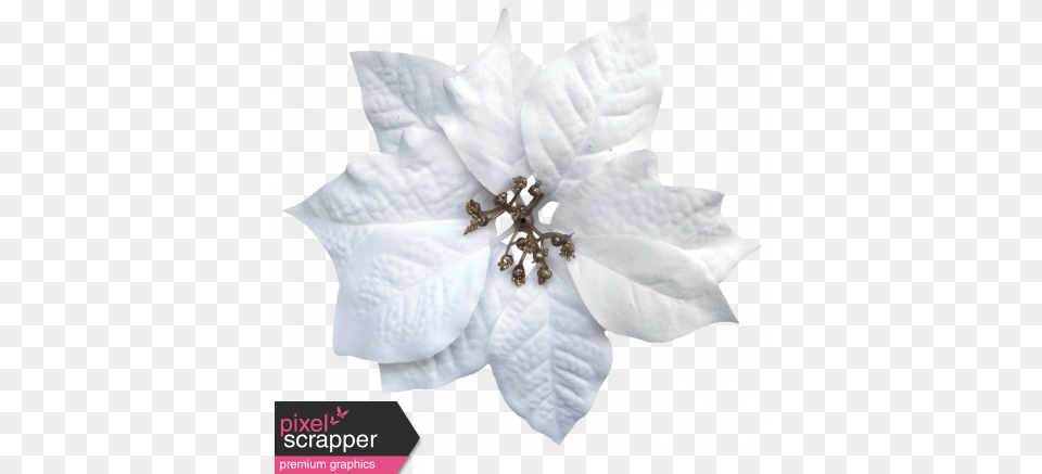 Christmas White Poinsettia Graphic By Sheila Reid White Poinsettia, Leaf, Plant, Accessories, Female Png