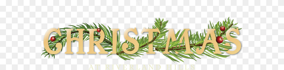 Christmasatrh Web Header Web Header Illustration, Conifer, Plant, Tree, Pine Png Image