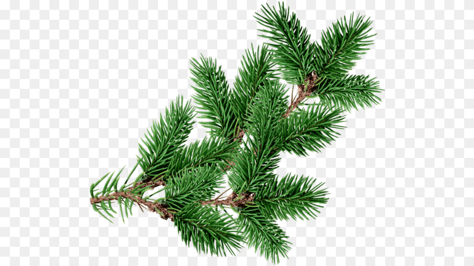 Christmastree Branch Decoration Overlay Christmas Pine Tree Overlay, Conifer, Fir, Plant, Spruce Free Transparent Png