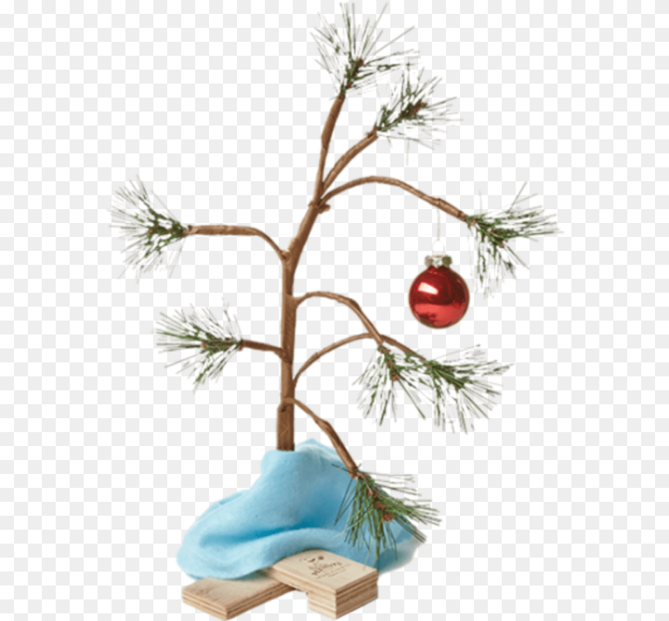 Christmastree Sticker Charlie Brown Christmas Tree Transparent Background, Plant, Christmas Decorations, Festival, Flower Png Image