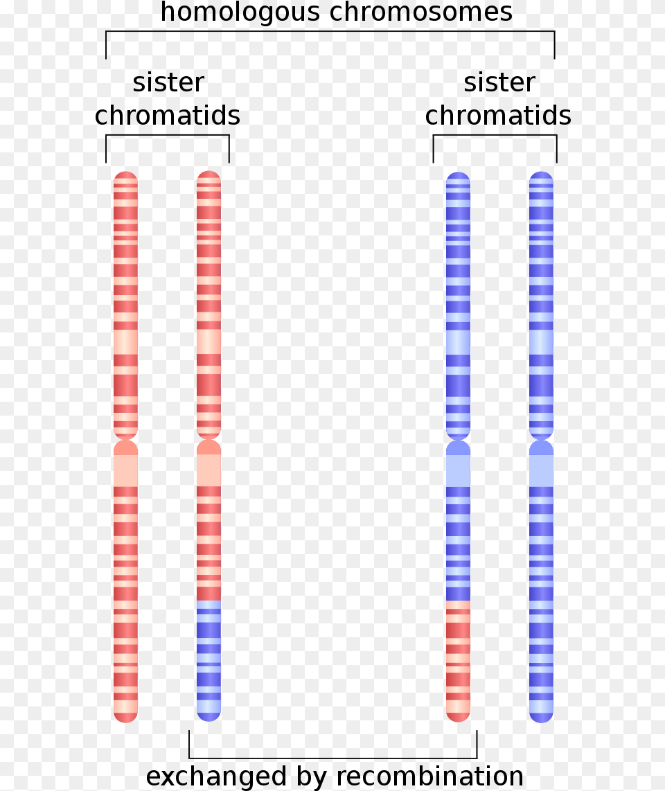 Chromatin Drawing Chromosome Sister Chromatids Homologous Biology, Baton, Stick Free Transparent Png