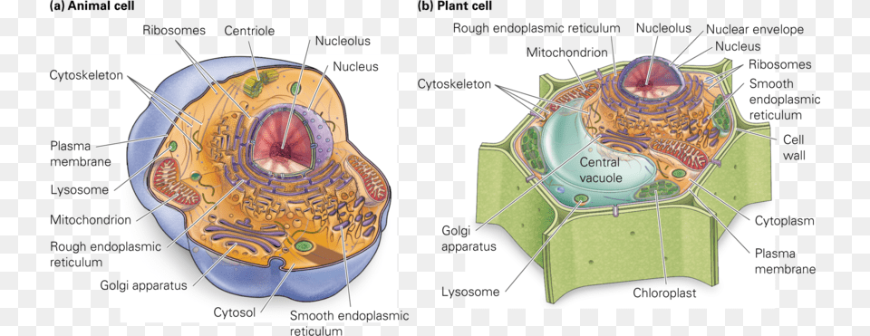 Chromatin Drawing Plant Cell Diagram Cell Structure Animal Cells, Body Part, Face, Head, Neck Png