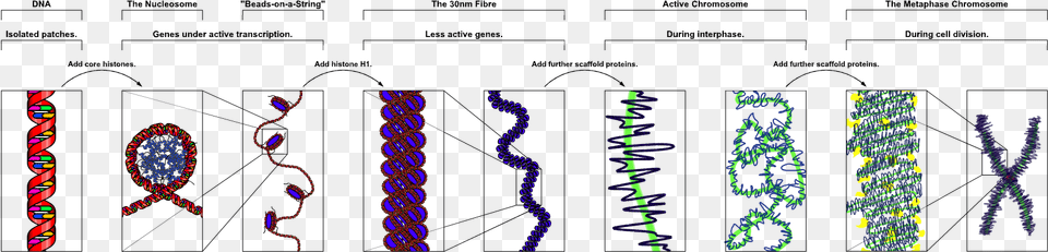Chromatin Structures Chromosome Structure, Pattern, Purple, Light Free Png