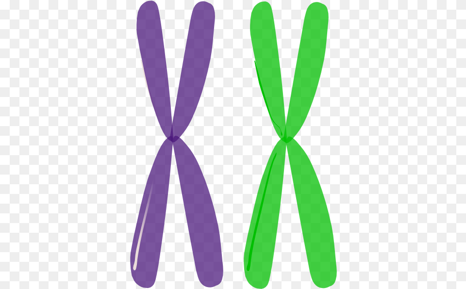 Chromosome 1 Image Chromosomes, Purple, Accessories, Tie, Formal Wear Free Png