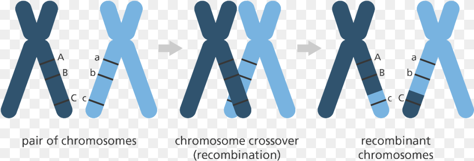 Chromosome, Accessories, Clothing, Suspenders Free Png Download