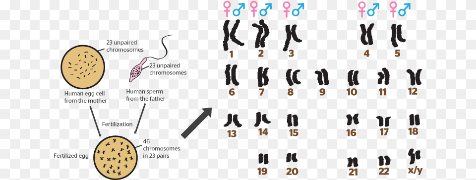 Chromosome, Text, Person Free Png Download