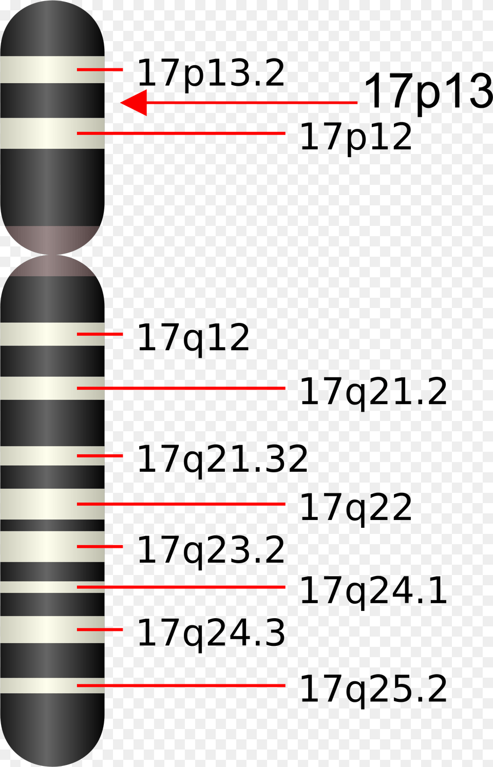 Chromosome, Cutlery Png Image