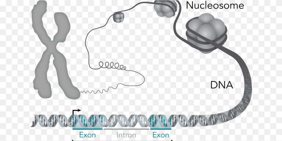 Chromosome And Gene Relationship, Accessories, Egg, Food, Jewelry Png Image