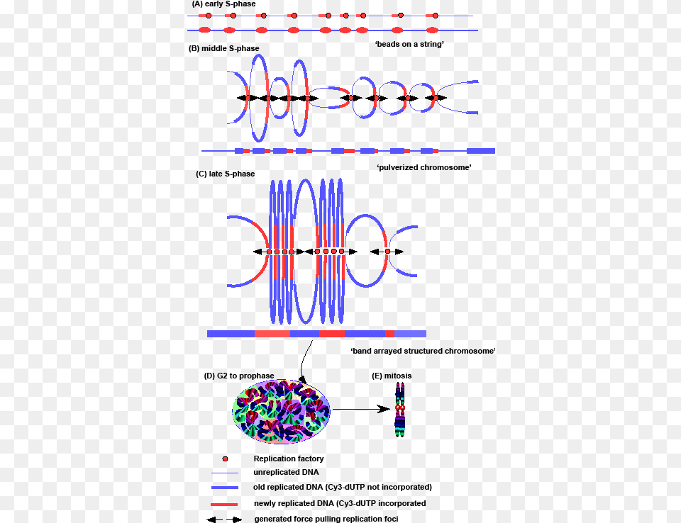 Chromosome Condensation Phase, Cad Diagram, Diagram, Art Free Png Download