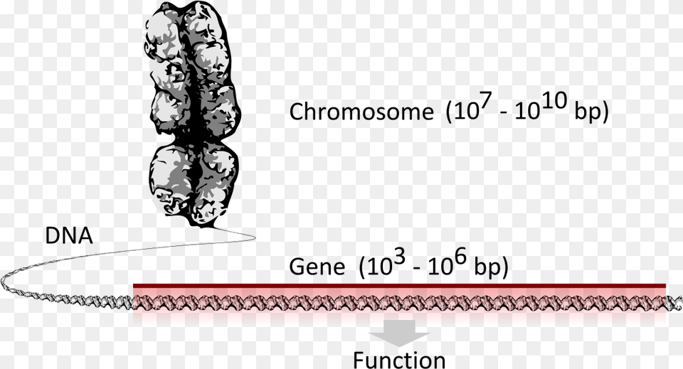 Chromosome Dna Gene Chromosome Dna Genes Svg, Person, Face, Head, Accessories Png