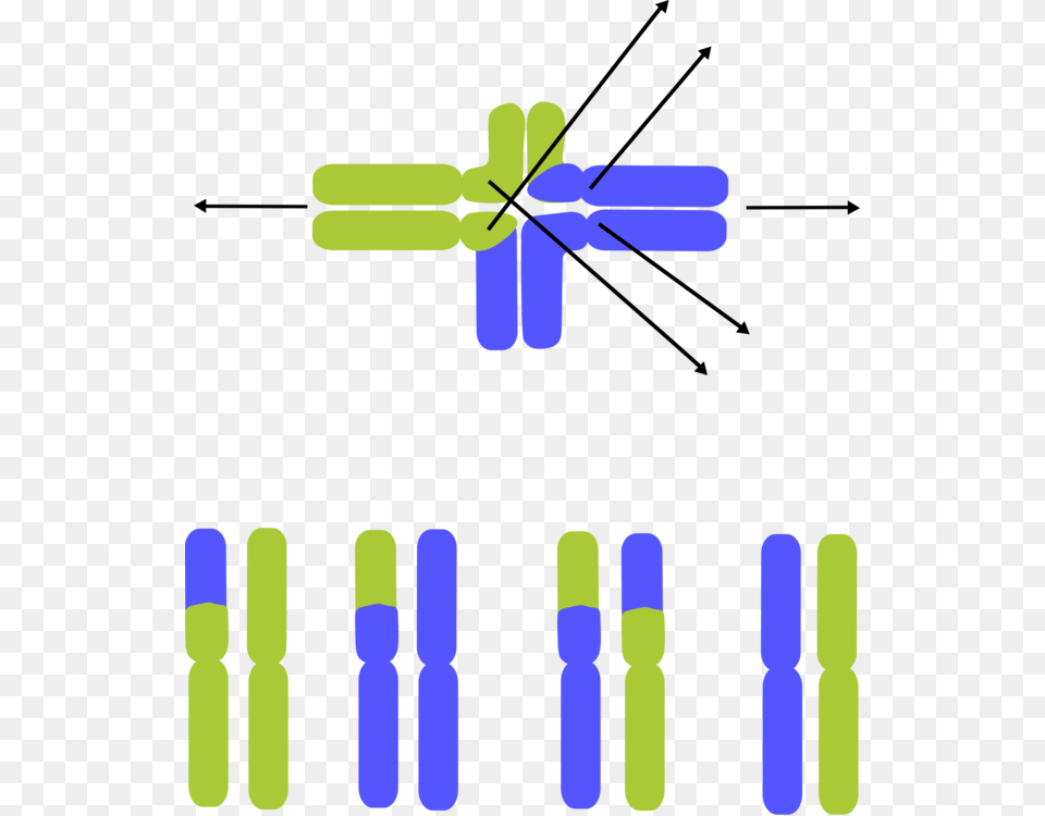 Chromosome Dna Lactic Acid Computer Icons Chromosomal, Outdoors, Cross, Symbol Free Transparent Png